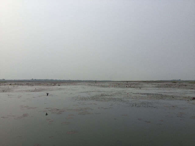 🌸 Travel Blog: Red Lotus Sea (Talay Bua Daeng), Udon Thani 🌸