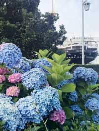 アジサイに彩られる横浜ベイエリア：氷川丸 × 山下公園 × 英国式庭園で初夏を満喫