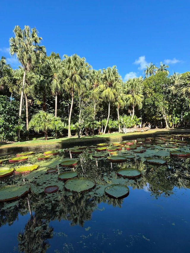A Botanical Treasure at Pamplemousses Garden Pamplemousses