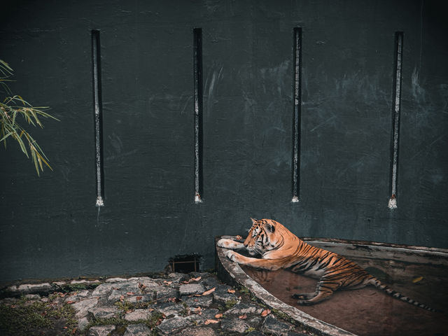 🦁 말레이시아 최초의 동물원 - 조호르 Zoo