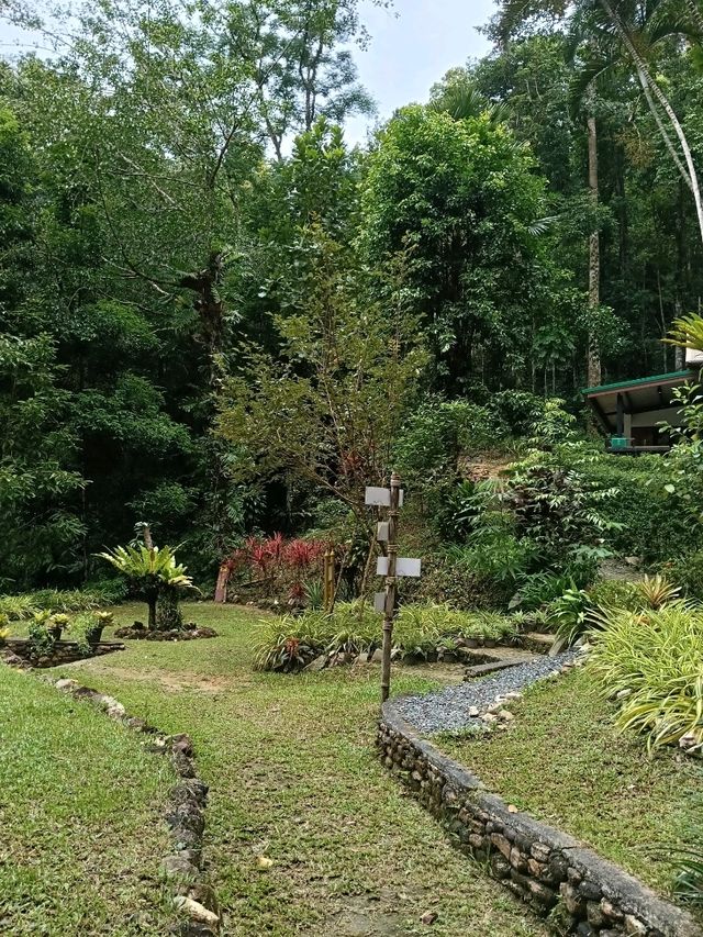 ป่าในเมือง – ระนอง