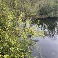 Dreamy Nature in Royal Botanic Gardens (Edinburgh)