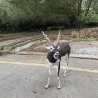 🦒🚙 Drive-Thru Safari Experience You’ll Never Forget - Safari Bogor 🇮🇩