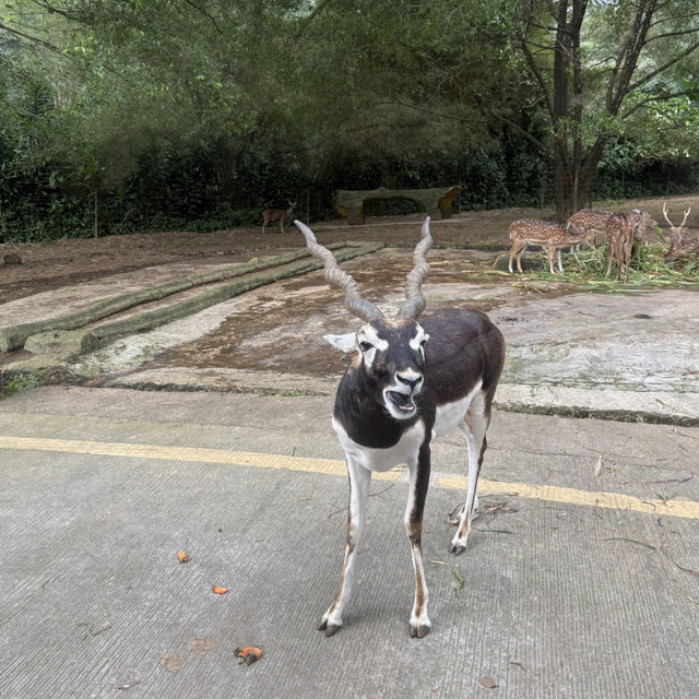 🦒🚙 Drive-Thru Safari Experience You’ll Never Forget - Safari Bogor 🇮🇩