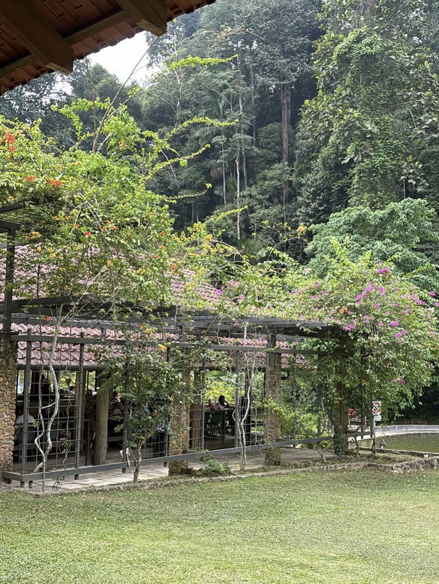 ✨ Pineyard Café – A Cozy Escape on the Way to Genting