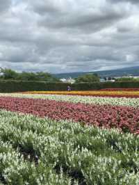 ✨กิจกรรมหน้าร้อนใน Hokkaido✨