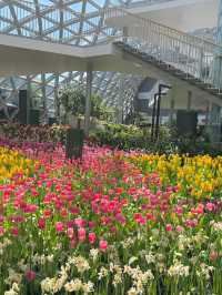 สวนทิวลิป Miracle of Natural จ.ระยอง 🌷🌷🌷