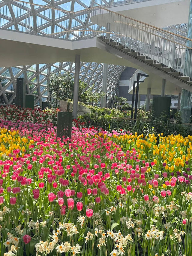 สวนทิวลิป Miracle of Natural จ.ระยอง 🌷🌷🌷