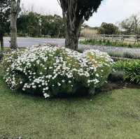 Cape Lavender Teahouse