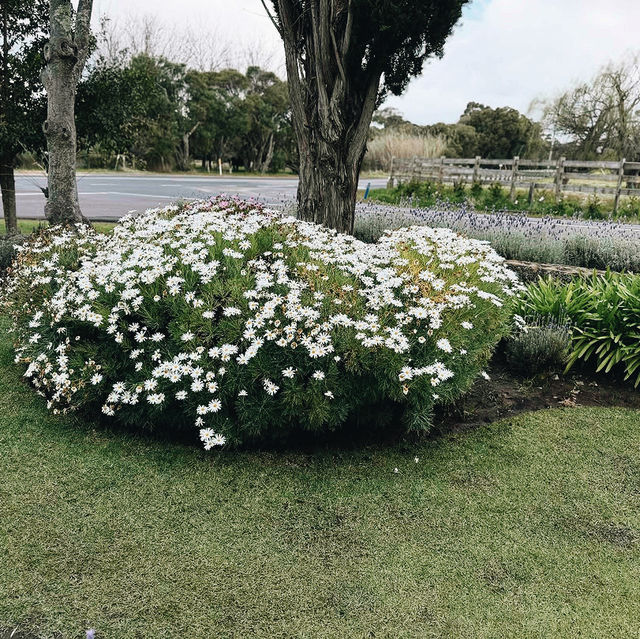 Cape Lavender Teahouse Cape Lavender Teahouse