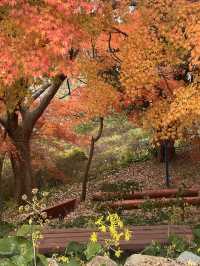  🍁 자산공원 가을 여행 🍁