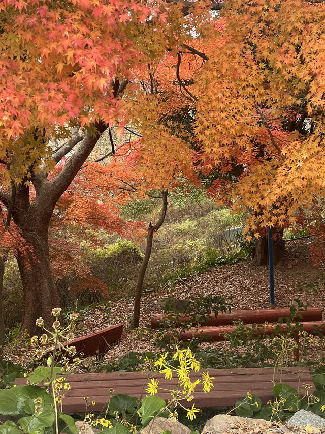 🍁 자산공원 가을 여행 🍁