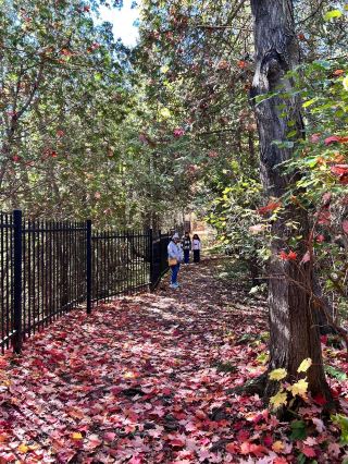 ลองนึกภาพดูสิ: สุดสัปดาห์ที่สดใสในเมืองเอลอรา แคลร์มอร์ ป้ายเบียร์ระยิบระยับบนผนัง ท่ามกลางสถาปัตยกรรมจีนและสมัยใหม่ที่ผสมผสานกันอย่างลงตัว ไกลออกไป มองเห็นแม่น้ำ ทะเลสาบ และต้นไม้เขียวขจี นี่คือชีวิตประจำวันในเมืองเอลอรา เมืองที่มีความหมายพิเศษในใจนักเดินทาง ทริปนี้ไม่ใช่แค่การถ่ายภาพสวยๆ เท่านั้น แต่ยังเป็นการได้สัมผัสบรรยากาศอันเป็นเอกลักษณ์และเรื่องราวชีวิตของผู้คนในชุมชนแห่งนี้อย่างแท้จริง

【ความประทับใจแรกพบและไฮไลท์】 ถึงแม้เอลอราจะเล็ก แต่เต็มไปด้วยรายละเอียดที่น่าหลงใหล บาร์และร้านอาหารหลายแห่งริมถนนประดับประดาด้วยป้ายและของตกแต่งเกี่ยวกับเบียร์ เหมาะสำหรับผู้ที่ชื่นชอบการดื่มและชื่นชมประวัติศาสตร์และวัฒนธรรม ในวันที่อากาศแจ่มใส การเลือกที่นั่งกลางแจ้งเป็นที่ต้องการมากที่สุด ลองสั่ง "ดับเบิ้ลไดมอนด์" หรือ "เชเฟอร์" แล้วผ่อนคลายยามบ่ายท่ามกลางแสงแดดดูไหม? ตัวเมืองผสมผสานสถาปัตยกรรมจีนและสมัยใหม่เข้าด้วยกัน ราวกับหนังสือท่องเที่ยวที่เปิดกว้าง เต็มไปด้วยเรื่องราวน่าประหลาดใจในทุกย่างก้าว

📍สถานที่ท่องเที่ยวและข้อมูลแนะนำใน Elora:

1. Elora Brewing Company
ที่อยู่: 107 Geddes St, Elora, ON N0B 1S0
เวลาเปิดทำการ: ทุกวัน 12:00–22:00 น.
ร้านอาหารแนะนำ: เบียร์ IPA คราฟต์ท้องถิ่น, เบียร์แพลตเตอร์พร้อมเฟรนช์ฟรายส์โฮมเมด, เบอร์เกอร์โฮมเมดหลากหลายชนิด

2. เขตอนุรักษ์ Elora Gorge
ที่อยู่: 7400 Wellington County Rd 21, Elora, ON N0B 1S0
จุดเด่น: เส้นทางเดินป่า, พายเรือคายัค, วิวทิวทัศน์เมืองแบบพาโนรามาจากริมฝั่งแม่น้ำ
เคล็ดลับ: ควรชมในวันที่อากาศแจ่มใส ควรสวมรองเท้าที่ใส่สบาย

3. เดินเล่นชมวัฒนธรรมบนถนนสายวัฒนธรรม
ส่วนใหญ่ตั้งอยู่รอบถนน Mill Street มีอาคารจากยุคสมัยต่างๆ เรียงรายอยู่ทุกสองสามก้าว มีป้ายน่าสนใจต่างๆ อยู่หน้าร้านค้า เหมาะสำหรับการถ่ายภาพ
กิจกรรม: ตลาดนัดสุดสัปดาห์, ดนตรีริมถนนเป็นครั้งคราว

4. ทัวร์บาร์เบียร์ถนนวิกตอเรีย
แนะนำ: ผับหลายแห่ง บางร้านมีโลโก้แบรนด์เบียร์เก่าแก่ประดับผนัง เช่น Double Diamond, Schaefer และร้านอื่นๆ เหมาะสำหรับการดื่มด่ำกับวัฒนธรรมเบียร์พร้อมถ่ายรูปเก็บไว้เป็นที่ระลึก

【ความประทับใจที่แท้จริงของฉันเกี่ยวกับ Elora】 Elora เป็นเมืองที่มีจังหวะชีวิตที่ช้า แต่ก็มีเสน่ห์เฉพาะตัว คุณสามารถเพลิดเพลินกับทิวทัศน์ธรรมชาติจากที่นั่งกลางแจ้งที่ร้านอาหารริมแม่น้ำ หรือพูดคุยกับเพื่อนๆ ในใจกลางเมือง พร้อมดื่มด่ำกับอารมณ์ขันและความอบอุ่นของชาวเมือง การมาเที่ยวในช่วงกลางวันของวันหยุดสุดสัปดาห์จะช่วยขจัดพลังงานด้านลบได้ทันที เหมาะอย่างยิ่งสำหรับการ "หลีกหนี" เมื่อรู้สึกเครียด

【เคล็ดลับปฏิบัติ】
1. ขอแนะนำให้ขับรถไปอย่างยิ่ง ทิวทัศน์ระหว่างทางสวยงามตระการตา (โดยเฉพาะในวันที่อากาศแจ่มใส)

2. สวมรองเท้าที่ใส่สบายเมื่อเดินผ่านถนนในเมือง คุณมักจะหยุดถ่ายรูปหรือเดินดูร้านค้า

3. คนรักเบียร์ไม่ควรพลาด "ทัวร์บาร์เบียร์" คุณสามารถหาเบียร์คลาสสิกได้เกือบทุกร้านที่มีป้ายร้านโดดเด่น

4. หากเป็นวันหยุดสุดสัปดาห์ จะมีตลาดและงานอีเวนต์ต่างๆ ขอแนะนำให้มาถึงแต่เช้าเพื่อหลีกเลี่ยงฝูงชนและเพลิดเพลินกับประสบการณ์ที่สบายยิ่งขึ้น

【คู่มือการเดินทาง】 Elora อยู่ห่างจากตัวเมืองโตรอนโตโดยรถยนต์ประมาณ 1 ชั่วโมงครึ่ง หรือคุณสามารถใช้บริการขนส่งสาธารณะไปยัง Guelph แล้วต่อรถต่อก็ได้ สถานที่ท่องเที่ยวหลักๆ ในเมืองสามารถเข้าถึงได้ง่ายด้วยการเดินเท้า [คำแนะนำร้านอาหาร]

- Riverside Dine: เชี่ยวชาญด้านปลาแม่น้ำสดใหม่จากท้องถิ่นและเบียร์คราฟต์

- Town Cafe: ห้ามพลาดของหวานโฮมเมด บางสาขามีที่นั่งกลางแจ้ง

- Beer Bar Platter: แม้ว่าคุณจะไม่ชอบเบอร์เกอร์ ก็สามารถลองของว่างที่มีเอกลักษณ์เฉพาะตัวได้

ไม่ว่าคุณจะเป็นคนรักเบียร์ นักผจญภัยในเมืองเล็กๆ หรือเพียงแค่ผู้ที่ชื่นชอบทิวทัศน์กลางแจ้ง Elora ก็มอบประสบการณ์ที่แตกต่างอย่างสิ้นเชิง วางแผนวันหยุดสุดสัปดาห์ที่มีแดดเพื่อสัมผัสเสน่ห์ที่แท้จริงของเมืองที่พิเศษอย่างแท้จริงแห่งนี้! 🎈

#EloraTravel #เดินเล่นในเมือง #สวรรค์ของคนรักเบียร์ #เฉพาะวันแดดจ้า #วัฒนธรรมและทิวทัศน์ Clairmore