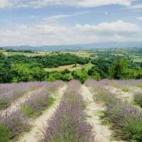 Solo in the Quiet Langhe: The Village of Sale San Giovanni