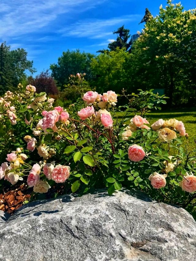 🌿 Prince’s Island Park – Calgary’s Most Beautiful Urban Oasis