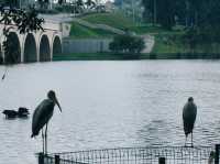 A Birdwatcher’s Haven: Wildlife Wonders at Swan Lake