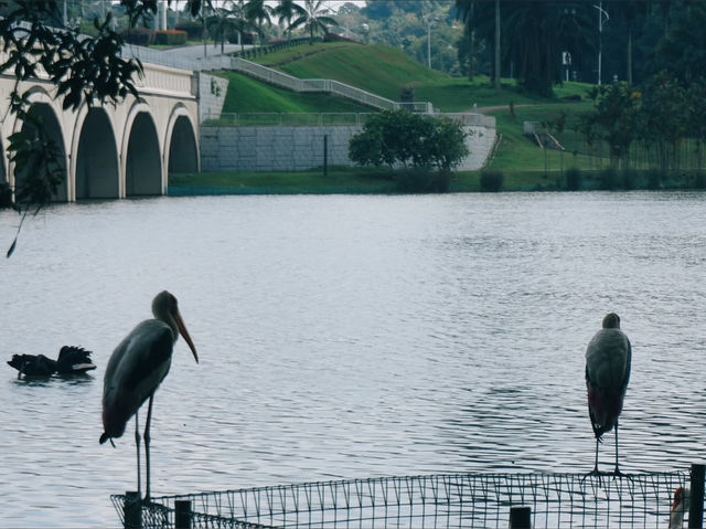 A Birdwatcher’s Haven: Wildlife Wonders at Swan Lake A Birdwatcher’s Haven: Wildlife Wonders at Swan Lake