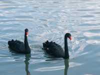 A Serene Escape: Discovering Swan Lake in Putrajaya