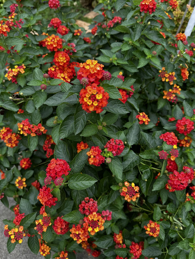 桃園一日偽歐洲!楊梅雅聞城堡莊園:免門票拍爆哥德式城堡建築群 桃園一日偽歐洲!楊梅雅聞城堡莊園:免門票拍爆哥德式城堡建築群