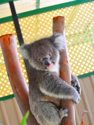 キャバーシャム・ワイルドライフ・パークで楽しむ春の動物ふれあい体験。