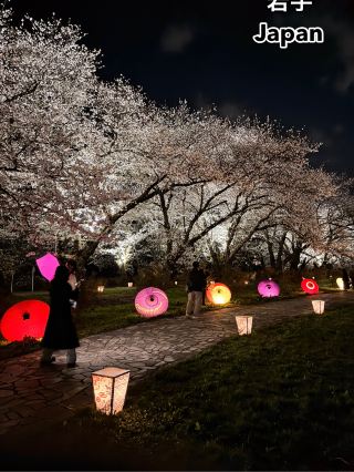 🌸 圧巻の桜トンネル！岩手・北上展勝地の桜並木 🌸