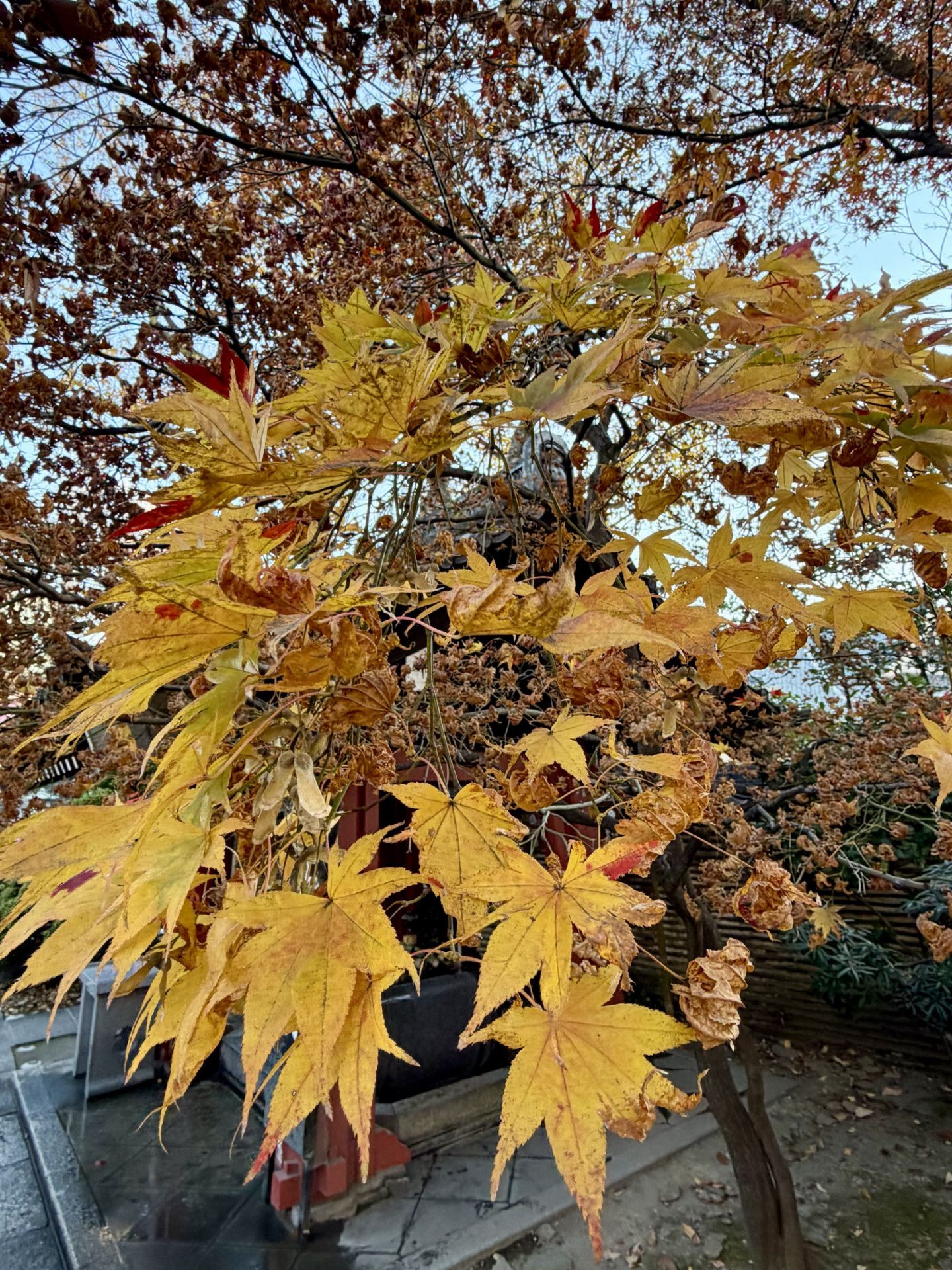 🇯🇵Tokyo: Chờ đón ngôi chùa Shisenji ở Ruzan - Lá Vàng 🍂 x Trải nghiệm văn hóa củ cải trắng phiên bản giới hạn