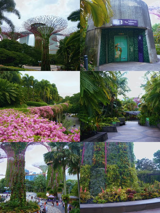 Supertree Grove Singapore: My Unexpected Nature Escape in the Middle of the City