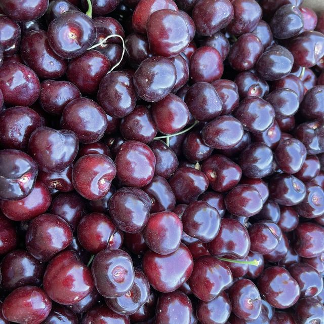 🇺🇸체리따러 함께 가요 “Stutzman Ranch”