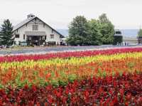 滿滿薰衣草香既富田農場