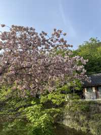 겹벚꽃 막차탑승은 선암사로🌸💓