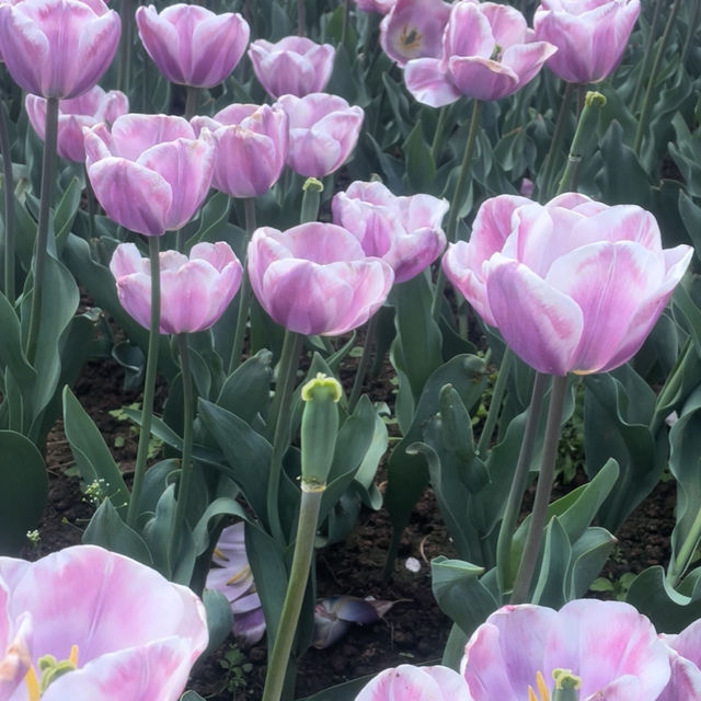 Lost in the Sea of flowers and Cherry Blossom