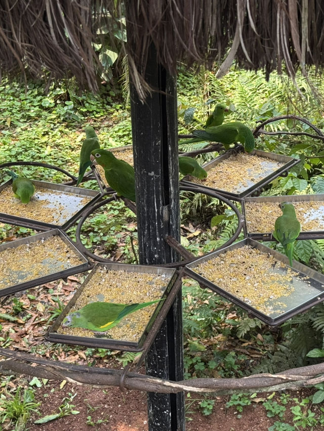 巴西伊瓜蘇鳥園全攻略 | 一場親近自然的熱帶雨林之旅🌿