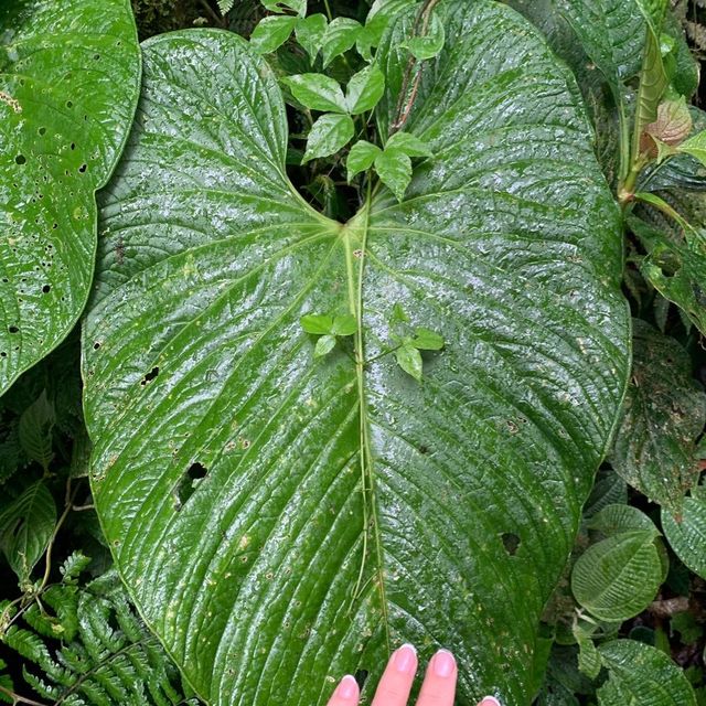 Monteverde cloud forest 🌳 