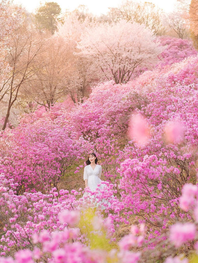 원미산 진달래동산 입구