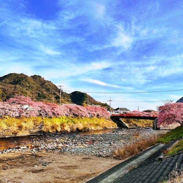 🌸河津賞櫻大道🌸超美賞櫻花熱點🌸