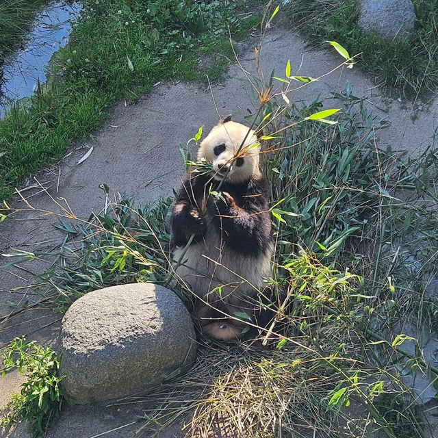 Copenhagen Zoo 🗺️