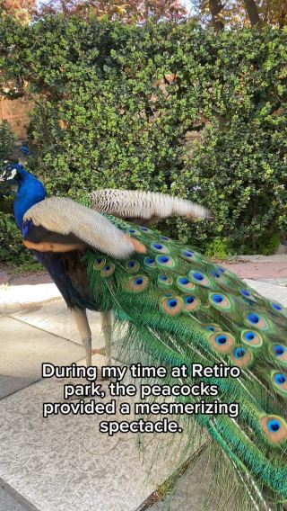 Where Peacocks and Nature Harmonize 🦚🌳