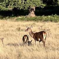 Richmond Park Retreat: Nature’s Oasis in London