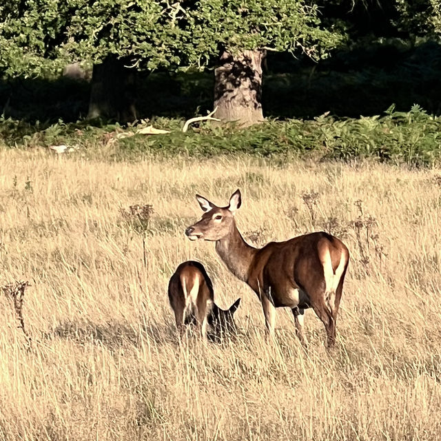 Richmond Park Retreat: Nature’s Oasis in London