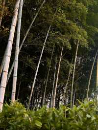 Arashiyama Bamboo Forest: A Serene Escape in Kyoto 🎋