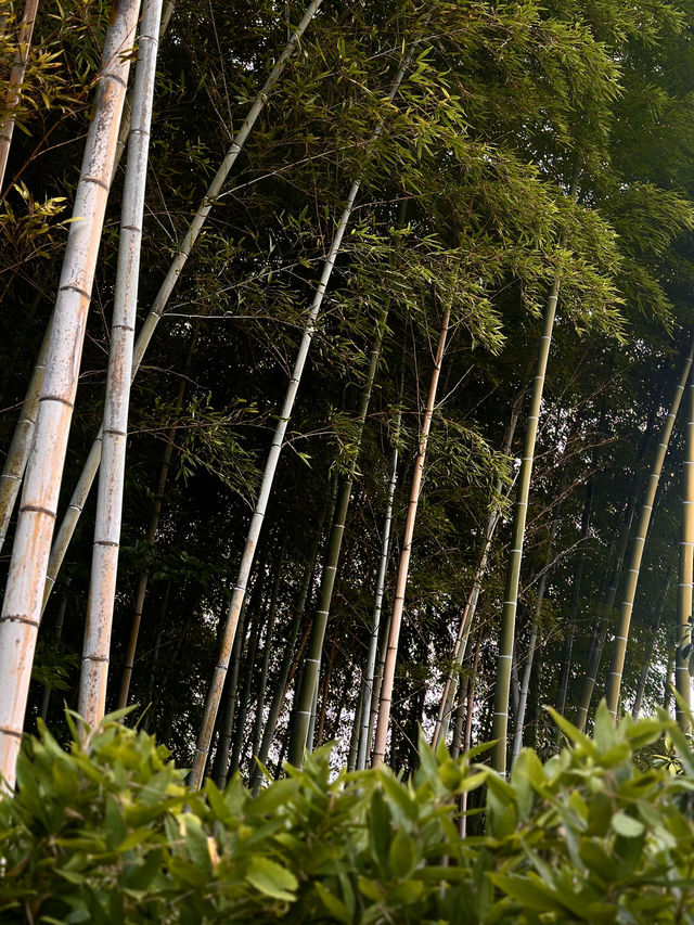 Arashiyama Bamboo Forest: A Serene Escape in Kyoto 🎋