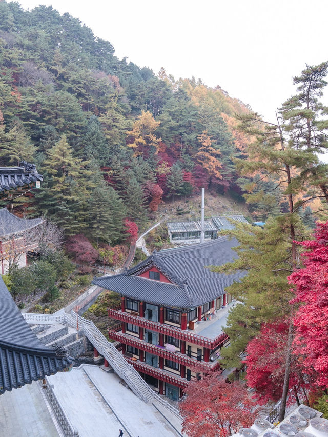 충북 단양 구인사 🍁