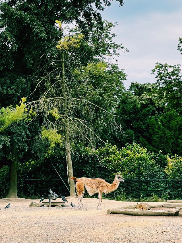 Paris Zoo: A Wild Adventure Theme Park in the Heart of Paris