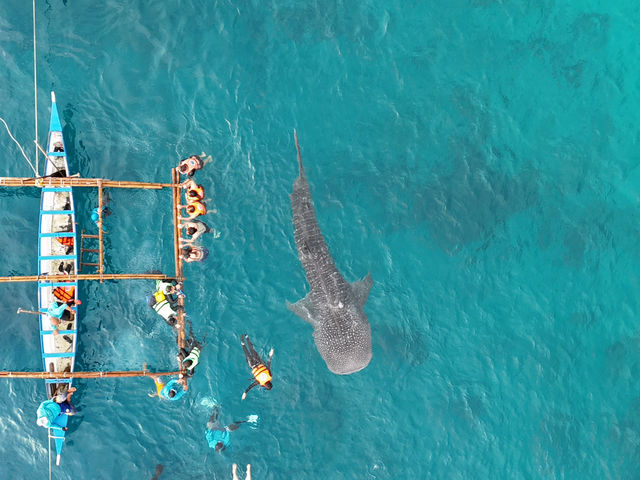 Whale shark Activity in Oslob