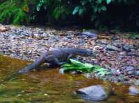 Meeting with Orang utang in Bukit Lawang