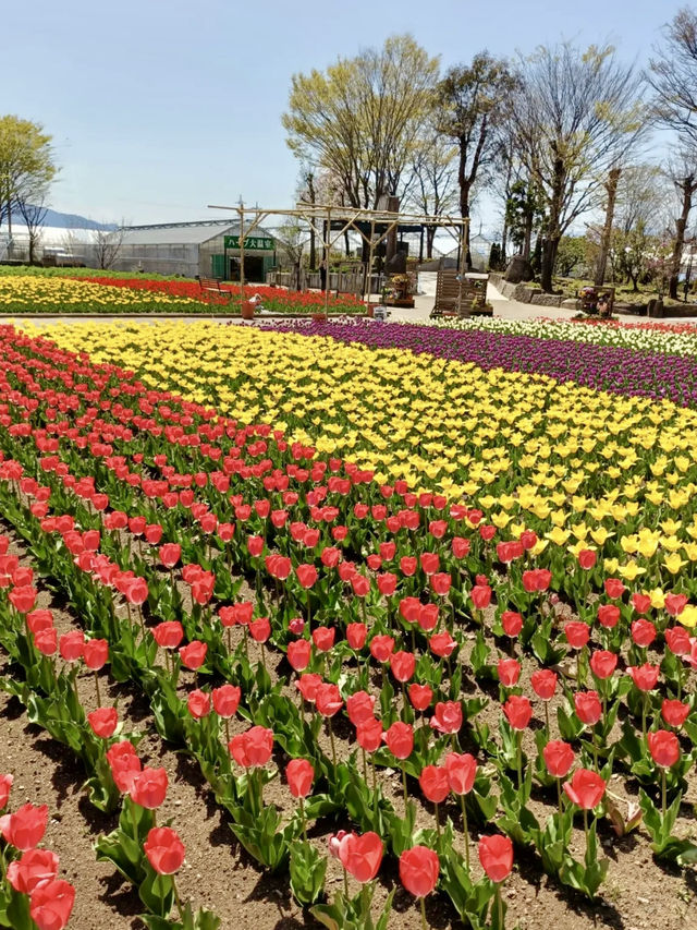 Spring at Katsunuma Garden – A Free Floral Escape