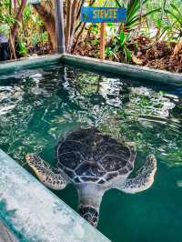 Turtles, Hidden Shores, and Tropical Calm 🐢🌴☀️