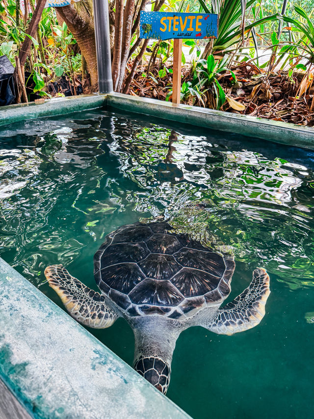 Turtles, Hidden Shores, and Tropical Calm 🐢🌴☀️