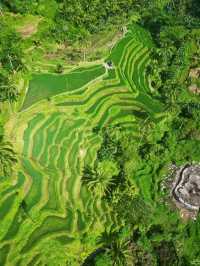 Tegallalang Rice Terraces, Bali: A Green Paradise of Harmony and Heritage