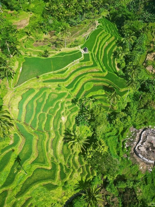 Tegallalang Rice Terraces, Bali: A Green Paradise of Harmony and Heritage